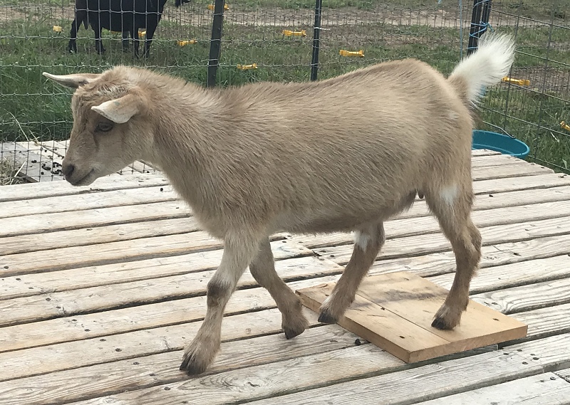 Rarebird Farm, Pittsgrove, NJ Top Hat Farm CF Fedral Expres Pedigree