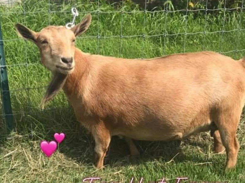 Rarebird Farm, Pittsgrove, NJ Top Hat Farm CF Chev Vega Pedigree