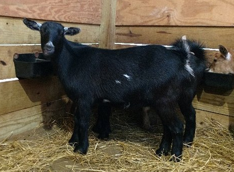 Rarebird Farm, Pittsgrove, NJ Top Hat Farm BA Shine Down Pedigree